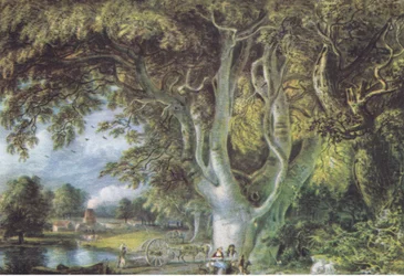 Eikenbomen, Shoreham, Kent, Natuur in Groot-Brittannië gepubliceerd door Collins, 1946